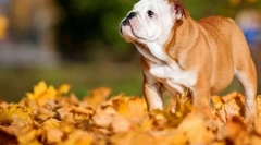 Англійський бульдог (фото): англійська з аристократичним характером